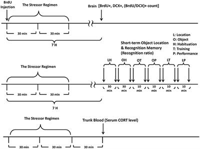 Sex Differences in Stress and Group Housing Effects on the Number of Newly Proliferated Cells and Neuroblasts in Middle-Aged Dentate Gyrus